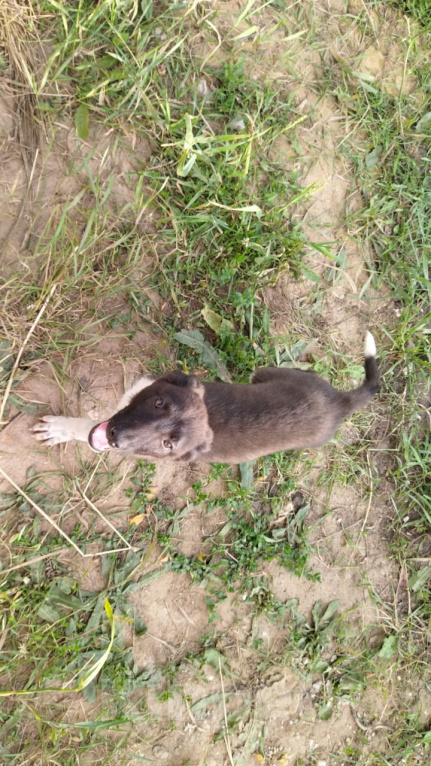 Собаки в Орле: Щенок девочка 3месяца в добрые руки отдам бесплатно. Девочка, 5 руб. - фото 2