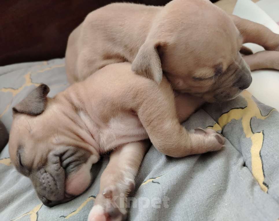 Собаки в Кинели: Американский булли Классик/ XL Мальчик, Бесплатно - фото 8