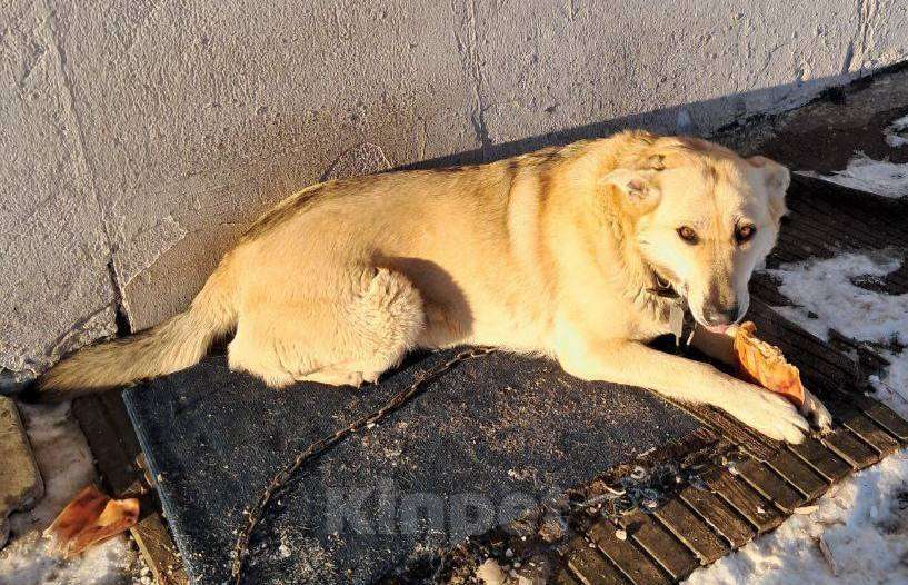 Собаки в других городах Владимирской области: Добрая Пальмочка в поисках дома! Девочка, Бесплатно - фото 3