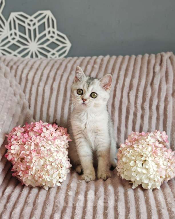 Кошки в Москве: Длинношертсные шотландские котята Девочка, 65 000 руб. - фото 3