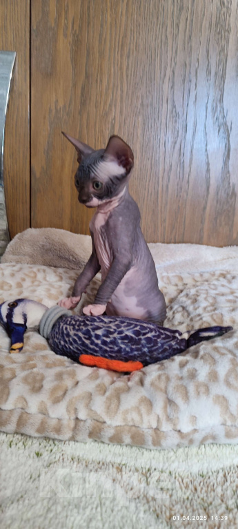 Кошки в Москве: Боннита-канадский сфинкс  Девочка, Бесплатно - фото 3