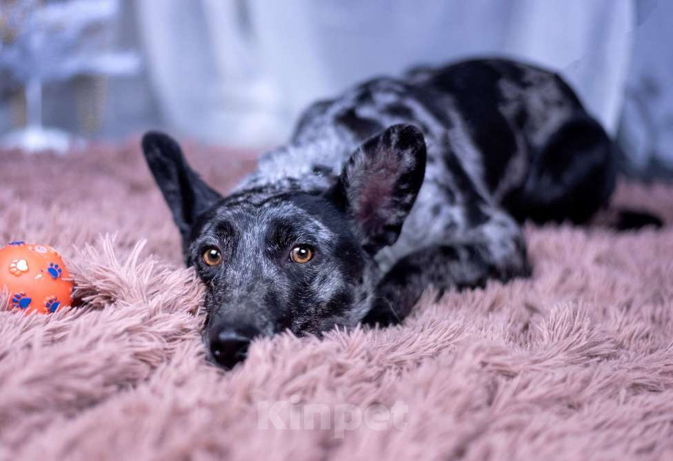 Собаки в других городах Московской области: Скай мальчик Мальчик, Бесплатно - фото 6