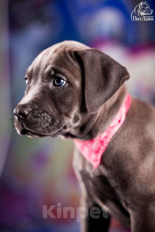 Собаки в Ульяновске: Американский питбультерьер, девочка Девочка, Бесплатно - фото 1