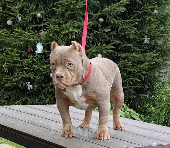 Собаки в Москве: Девочка мини покет. Амбулли. Девочка, 80 000 руб. - фото 3