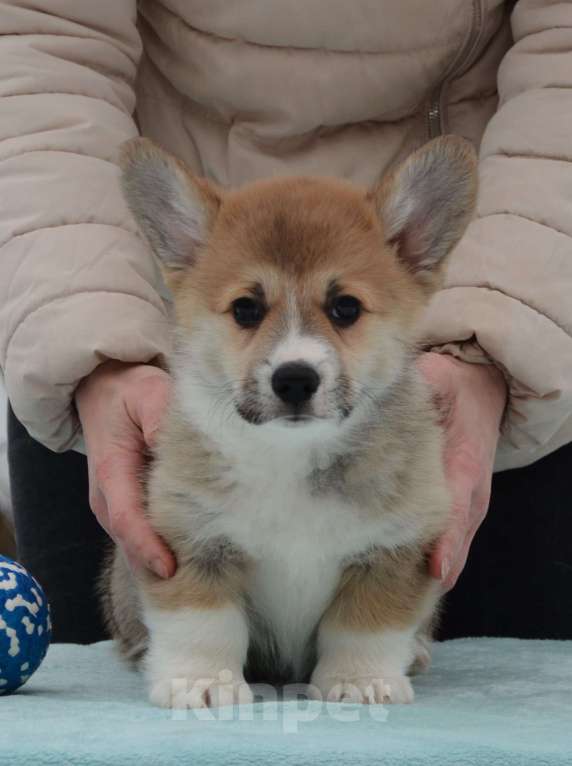 Собаки в Москве: Лотус Мальчик, 80 000 руб. - фото 1