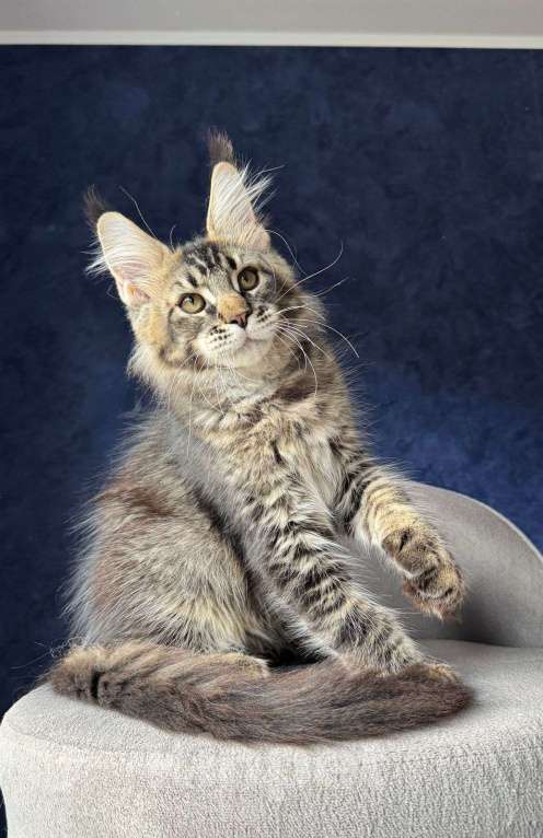 Кошки в Санкт-Петербурге: Мальчик черный тикированный Мальчик, 25 000 руб. - фото 2