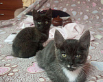 Кошки в Иркутске: Котята в добрые руки  Девочка, Бесплатно - фото 1