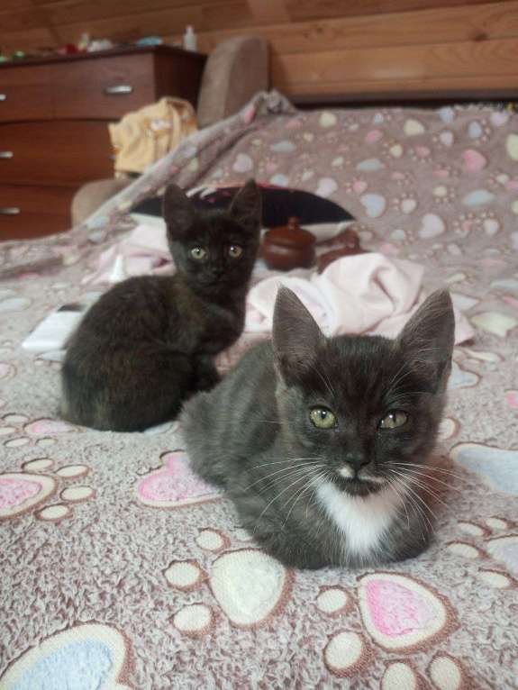 Кошки в Иркутске: Котята в добрые руки  Девочка, Бесплатно - фото 1