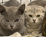 Кошки в Наро-Фоминске: Котята от британской кошки в добрые руки Девочка, Бесплатно - фото 2
