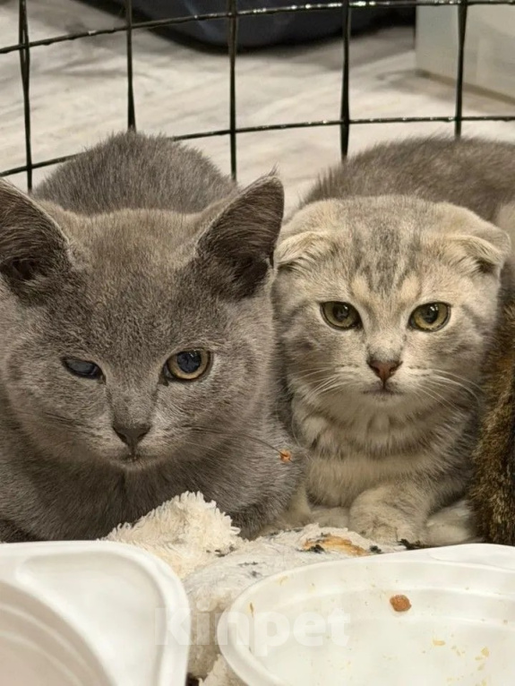 Кошки в Наро-Фоминске: Котята от британской кошки в добрые руки Девочка, Бесплатно - фото 2