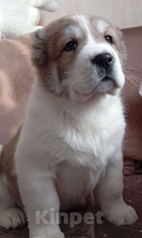 Собаки в Печоре: Щенок САО Мальчик, 45 000 руб. - фото 2