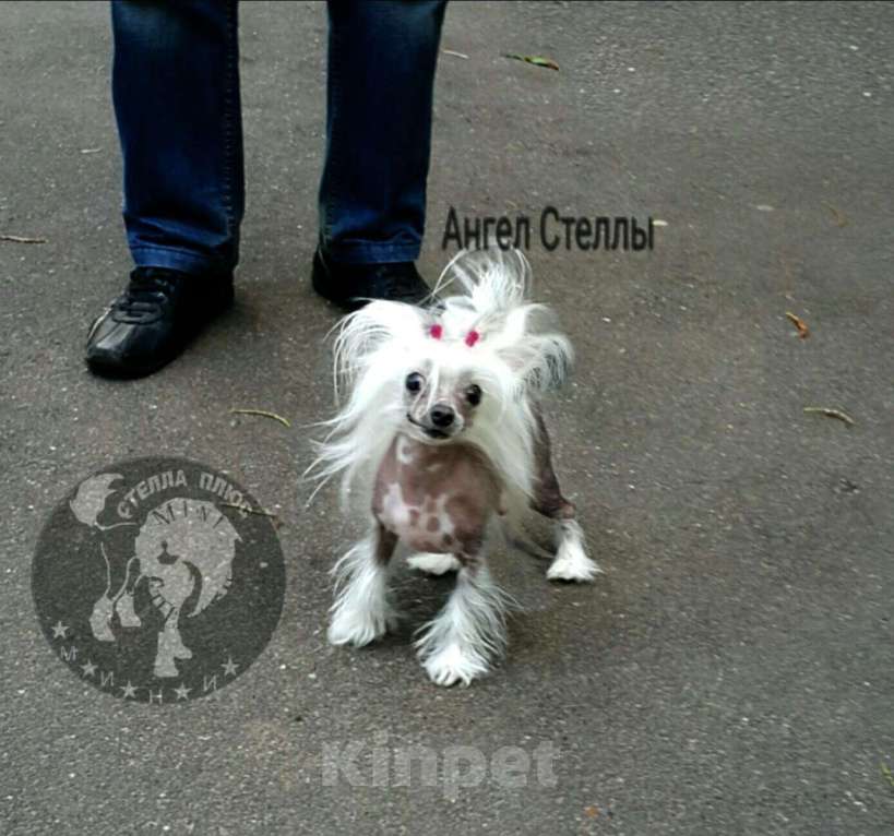 Собаки в Москве: Китайская Хохлатая, 150 000 руб. - фото 1