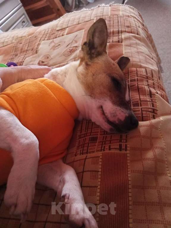 Собаки в других городах Московской области: Найденыш Девочка, Бесплатно - фото 2