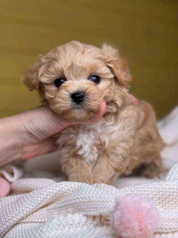 Собаки в Москве: Юник  Мальчик, 180 000 руб. - фото 4