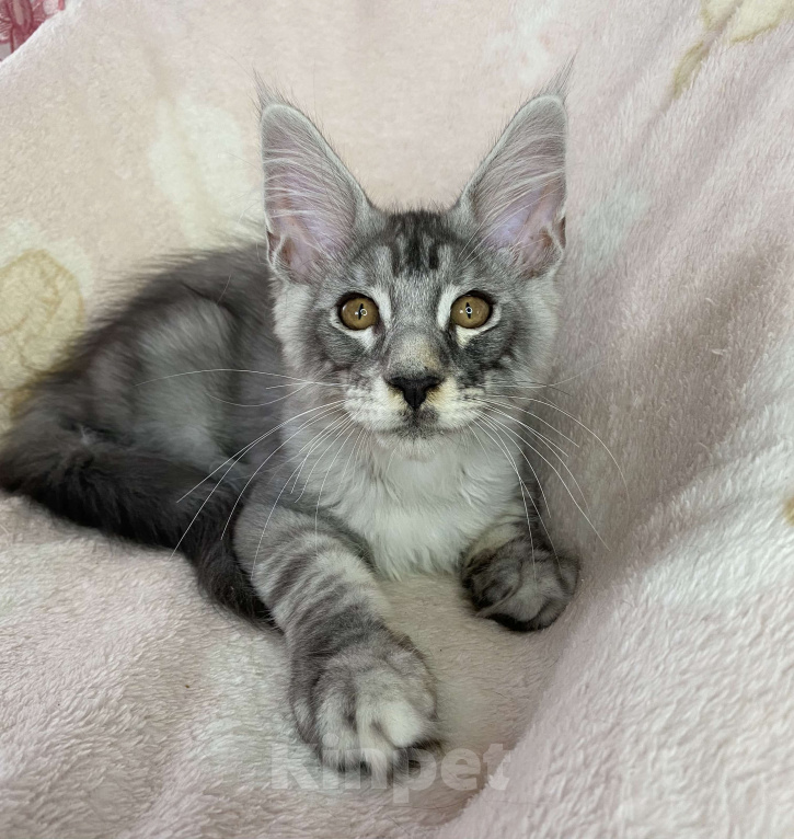 Кошки в Дмитрове: Черный серебристый мраморный мальчик мейн кун Камелот Мальчик, 30 000 руб. - фото 1