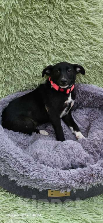 Собаки в Санкт-Петербурге: Щеночек с короткими лапками Девочка, Бесплатно - фото 6