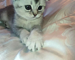Кошки в других городах Московской области: Серебристая шиншилла скоттиш-фолд девочка Девочка, 18 000 руб. - фото 2