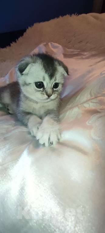 Кошки в других городах Московской области: Серебристая шиншилла скоттиш-фолд девочка Девочка, 18 000 руб. - фото 2