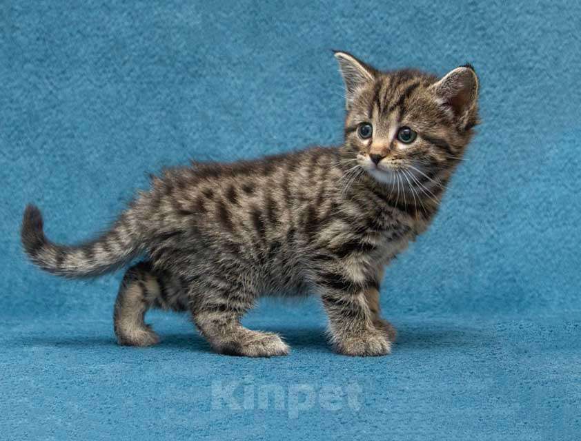 Кошки в Москве: Крохи-котята ищут дом и надёжных, заботливых хозяев Мальчик, Бесплатно - фото 8