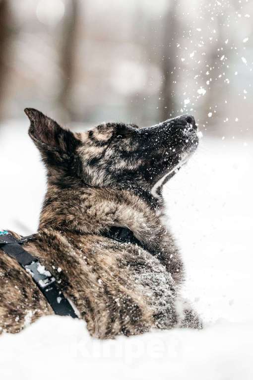 Собаки в Москве: Тигровый Чуни ищет дом Мальчик, Бесплатно - фото 5