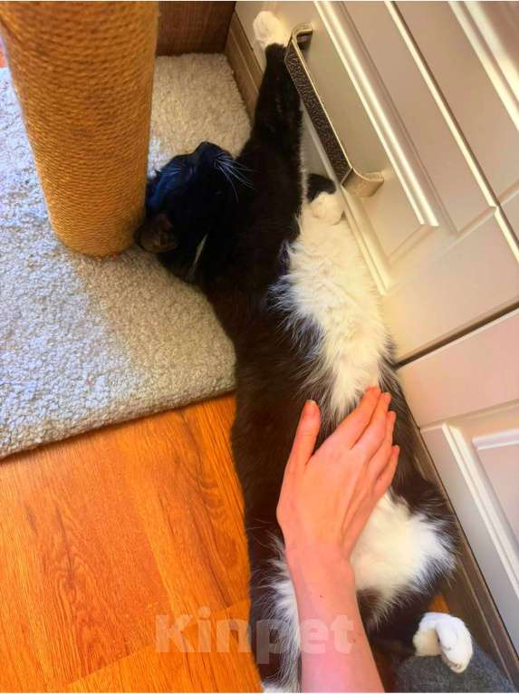 Кошки в Москве: Мила бархатное манто Девочка, Бесплатно - фото 5