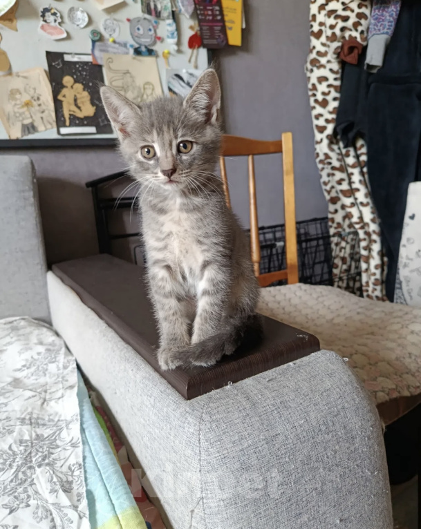 Кошки в Санкт-Петербурге: Котенок Девочка, Бесплатно - фото 1
