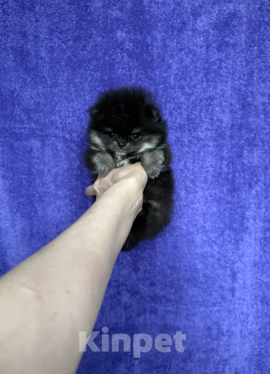 Собаки в Москве: Микро мальчик Мальчик, 30 000 руб. - фото 1