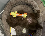 Собаки в Лыткарино: Шоколадный щенок малый немецкий шпиц кобель Родословная скор Мальчик, 30 000 руб. - фото 3