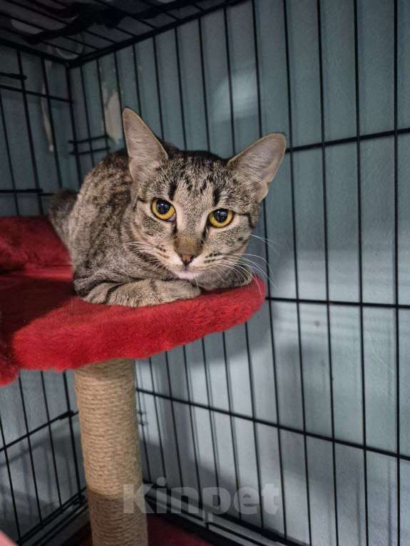 Кошки в Москве: Игривая кошечка с медовыми глазами ищет лучший дом Девочка, Бесплатно - фото 5