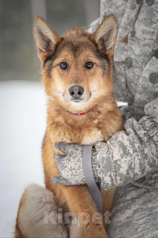 Кошки в Клине: Миндаль — милая карамельная очаровашка, которая ждёт своего Человека Девочка, Бесплатно - фото 8