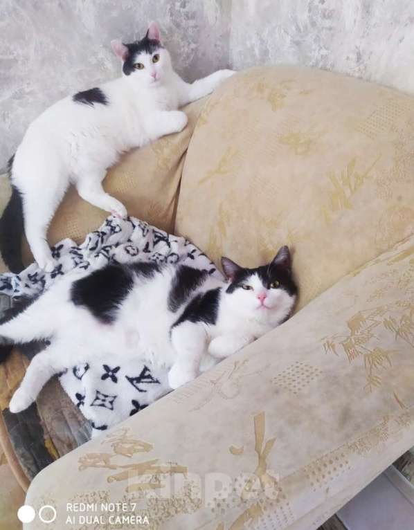 Кошки в Москве: котосчастье в квадрате очень хочет домой  Девочка, 10 руб. - фото 3