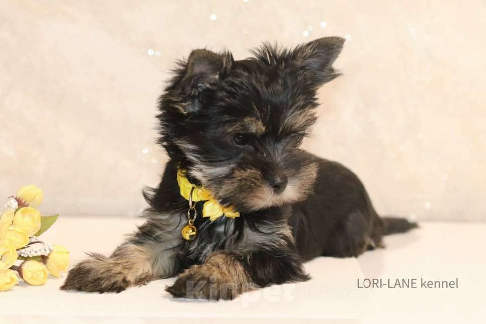 Собаки в Санкт-Петербурге: Йорки Девочка, 25 руб. - фото 1