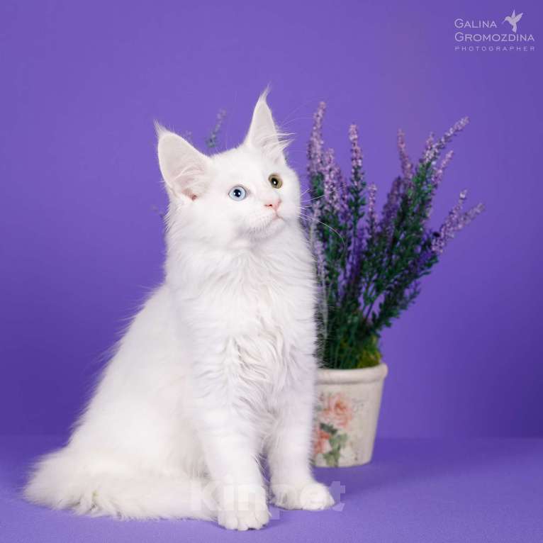 Кошки в Новоалтайске: Белый Мейн-кун Девочка, Бесплатно - фото 2