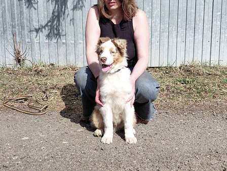 Очаровательный малыш аусси