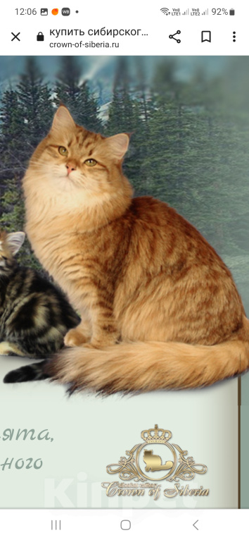 Кошки в Москве: Золотая пятнистый сибирская кош Девочка, 500 руб. - фото 2