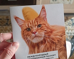 Кошки в Ангарске: Продаются котята Мейн-кун Девочка, 20 000 руб. - фото 3