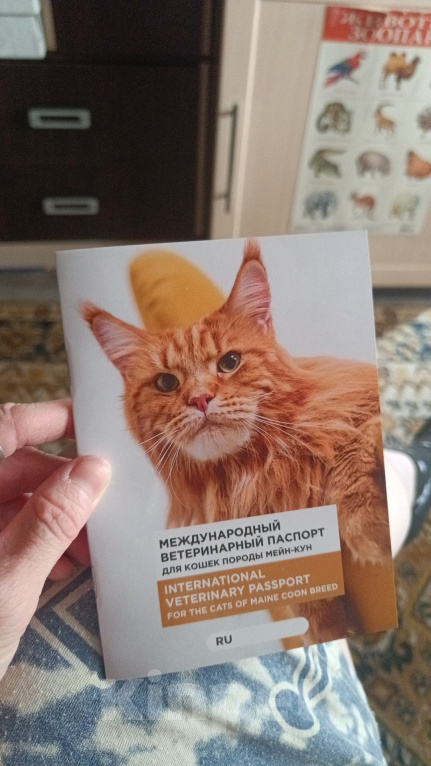Кошки в Ангарске: Продаются котята Мейн-кун Девочка, 20 000 руб. - фото 3