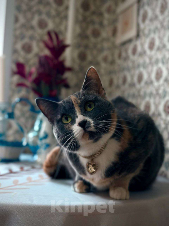 Кошки в Москве: Пепельная трехцветная Шерри Девочка, Бесплатно - фото 1