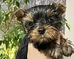 Собаки в Красноярске: Щенки йоркширского терьера Мальчик, 35 000 руб. - фото 1
