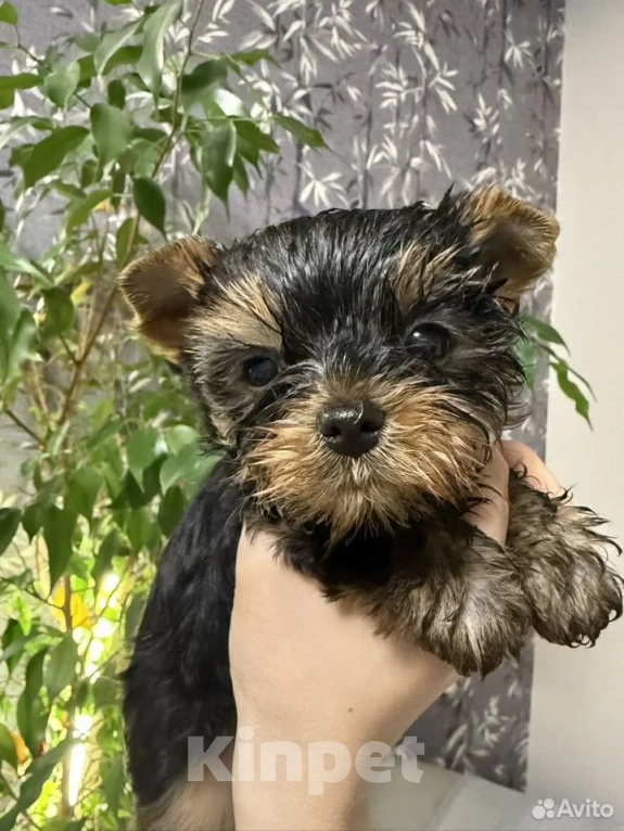 Собаки в Красноярске: Щенки йоркширского терьера Мальчик, 35 000 руб. - фото 1