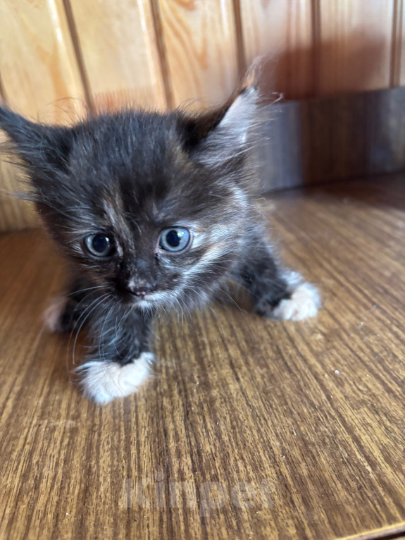 Кошки в Рязани: Котята Девочка, Бесплатно - фото 3