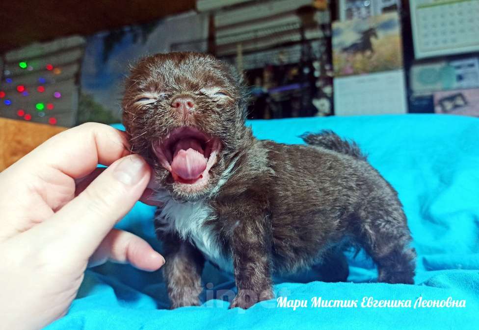 Собаки в Санкт-Петербурге: Евгеника длинношерстная чихуахуа шоколадного окраса Девочка, 100 000 руб. - фото 2