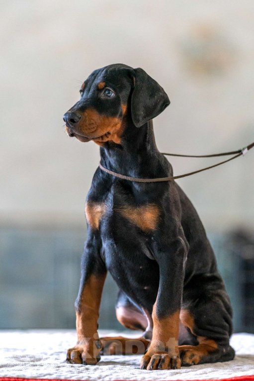 Собаки в Москве: Перспективные щенки добермана Мальчик, 80 000 руб. - фото 2