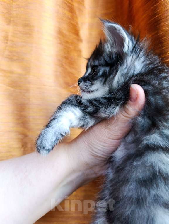 Кошки в Москве: Мейн кун девочка Девочка, 35 000 руб. - фото 2