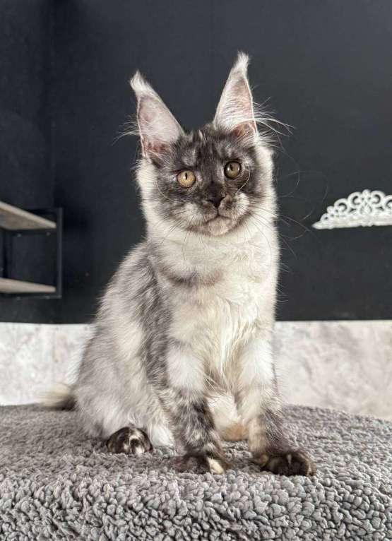 Кошки в Санкт-Петербурге: Natti девочка мейн кун Девочка, 50 000 руб. - фото 1