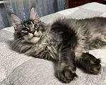 Кошки в Воронеже: Котёнок породы мейн-кун Мальчик, 40 000 руб. - фото 1