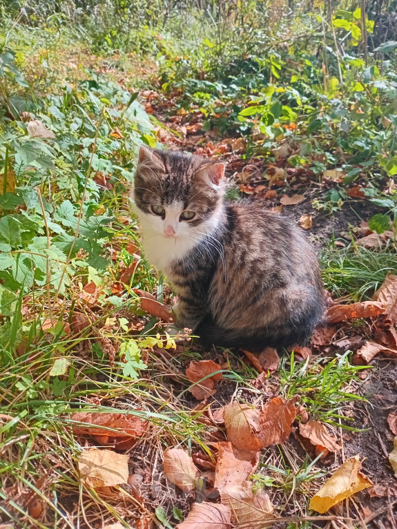Кошки в Москве: Котенок Пушинка ищет дом Девочка, Бесплатно - фото 3