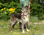 Собаки в Москве: Рокки - бесстрашный волчонок Мальчик, Бесплатно - фото 8
