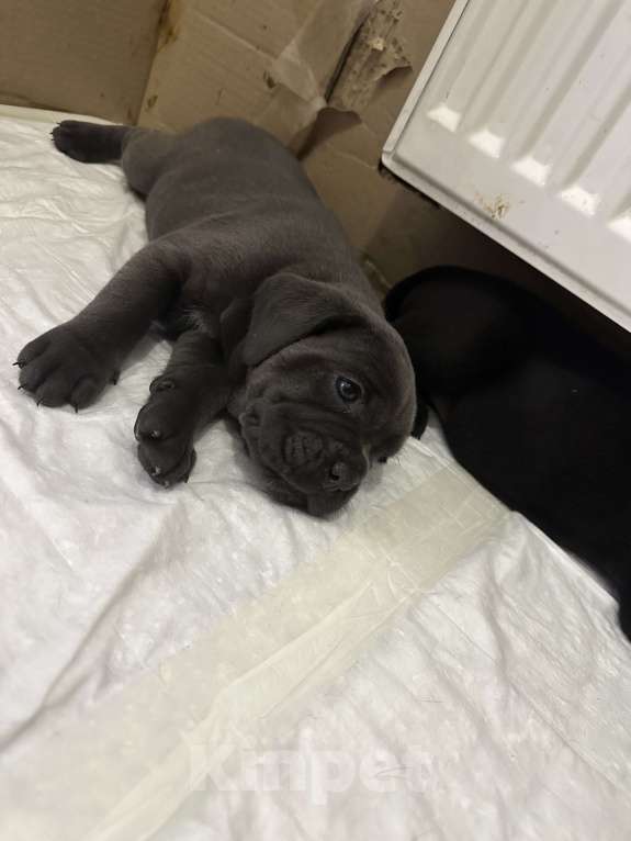 Собаки в других городах Московской области: Щенки кане-корсо Девочка, 45 000 руб. - фото 1