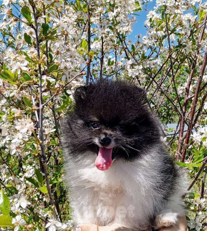 Собаки в Перми: Щенки Шпица мини мишки Мальчик, 30 000 руб. - фото 8